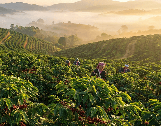 清莱高山咖啡产区
